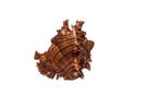 Stekelslak $$$ Verzamelobject Taxidermie wandmontage -