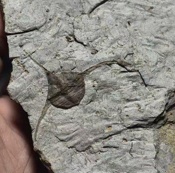 Een unieke combinatie - Gefossiliseerd dier - Symbiotic