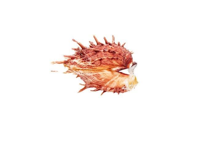 Stachelauster roze $$$ ROZE $$$ Taxidermie volledige montage, Verzamelen, Dierenverzamelingen