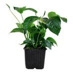 Anubias barteri var. caladiifolia XL, Dieren en Toebehoren, Vissen | Aquaria en Toebehoren, Verzenden, Nieuw