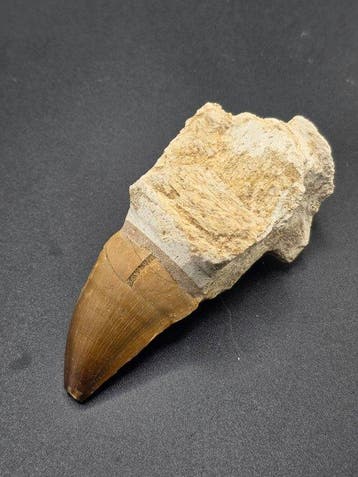 Mosasaurus - Fossiele tand - 9.5 cm (Zonder minimumprijs), Collections