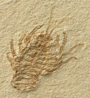 Le crustacé fossile le plus fin sur pierre - - Animal