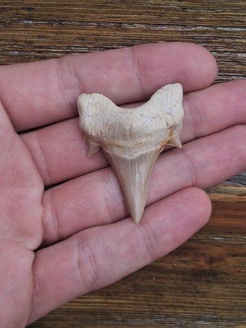 Requin - Dent fossile - Otodus Obliquus - 5 cm - 4 cm (Sans