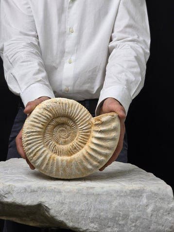 Ammoniet - Gefossiliseerd dier - Perisphincets - 20.5 cm, Verzamelen, Mineralen en Fossielen