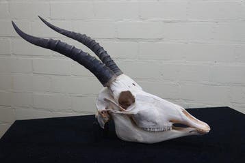 Blesbok Schedel - Damaliscus pygargus phillipsi - 0 cm - 0, Verzamelen, Nieuw