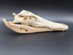 Nijlkrokodil Schedel - Crocodylus niloticus - 5 cm - 12 cm -