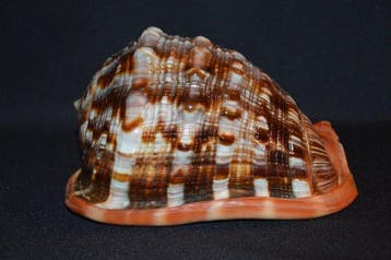 Zeeslak Zeeschelp - S-584 CASSIS RUFA (Zonder minimumprijs), Nieuw