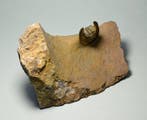 Trilobiet - Gefossiliseerd dier - Lioharpes wendti, Verzamelen, Mineralen en Fossielen