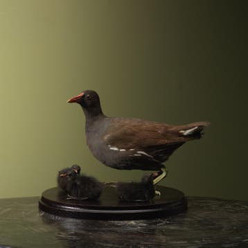Waterhoen met Kuikens Antiek, Ophalen of Verzenden, Nieuw, Vogel, Opgezet dier