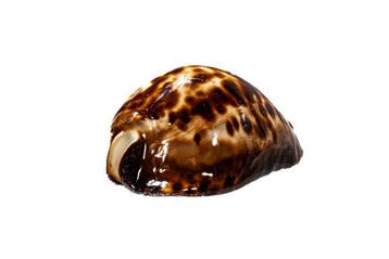 Kaurischnecke  extrêmement grande  GEM  escargot de mer