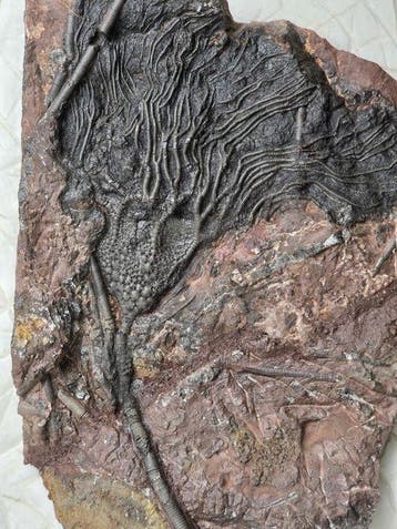 Crinoide - Gefossiliseerd dier - Large Crinoid Fossil –, Collections
