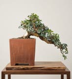 Bonsaï van de lentisk – Pot met de hand getekend - Hoogte