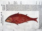 Aldrovandi; Fish, Common Pandora - hand coloured folio -, Antiek en Kunst