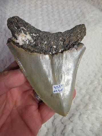 Megalodon tand - Fossiele tand - carcharodon megalodon -, Verzamelen