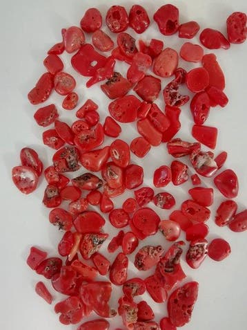 Bloedkoraal Koraal - Corallium rubrum (Zonder minimumprijs), Nieuw