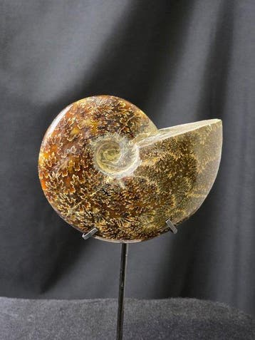 Ammoniet - Gefossiliseerd dier - Aioloceras (Cleoniceras)