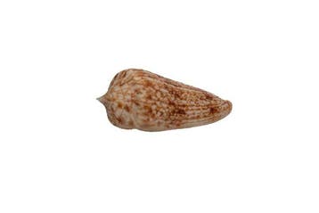 Diepzeekostbaarheden: Conus neptunus (60 mm) –