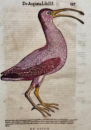 Conrad Gesner - Vogelbuch - 1617