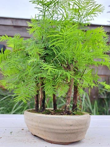 metasequoia bos in bonsaischaal - Hoogte (boom): 27 cm -