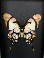 Papillon Support de corps entier pour taxidermie - Eurytides