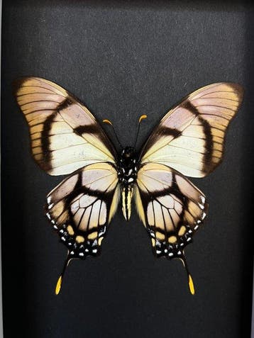 Papillon Support de corps entier pour taxidermie - Eurytides