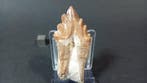 Walvis - Fossiele tand - Basilosaurus sp. - 7.2 cm (Zonder