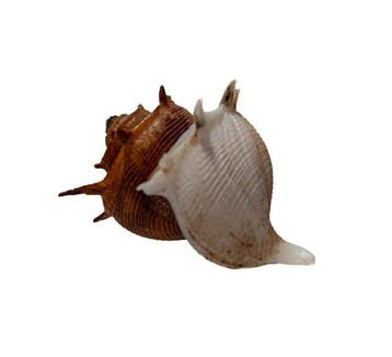 Escargot corallien exclusif (Latiaxis spec.) | Objet de, Collections