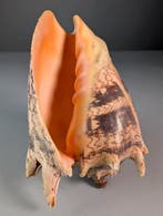 Coquille de volute noble Coquillage marin - Cymbiola nobilis, Nieuw