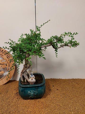zelkova - Hoogte (boom): 43 cm - Diepte (boom): 60 cm -