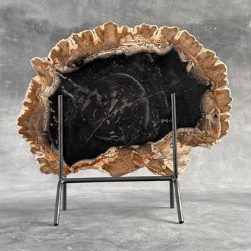 Magnifique tranche de bois pétrifié sur un socle