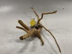Spiderwood Selected SW83 - 40x24x23cm (Spider wood), Dieren en Toebehoren, Ophalen of Verzenden, Nieuw, Plant(en), Steen of Hout