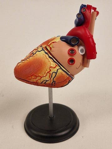 Anatomisch model - kunststof - 1980-1990 - Menselijk hart