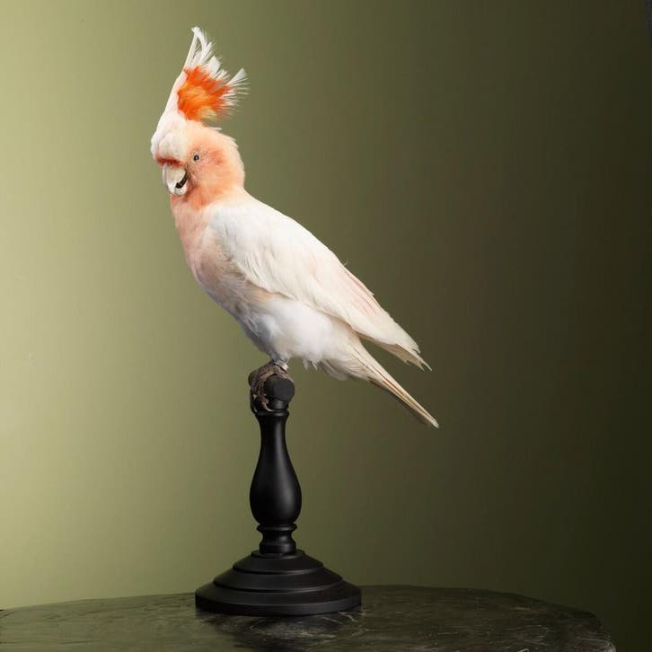 Incakaketoe Taxidermie Opgezette Dieren By Max, Collections, Collections Animaux, Enlèvement ou Envoi