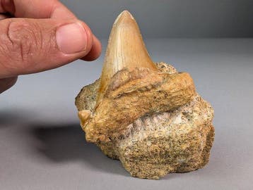 Grote fossiele haaientand in natuurlijke matrix met een