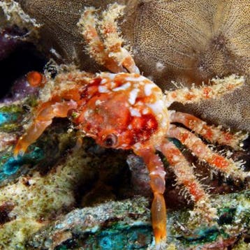 Mithrax / Emerald Krab (Ruby), Dieren en Toebehoren