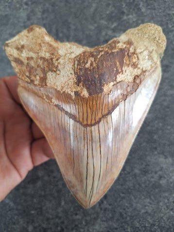 Megalodon - Fossiele tand - 13.1 cm - 10.5 cm, Verzamelen