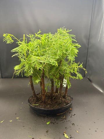 Moerascipres bonsai (Taxodium distichum) - Hoogte (boom): 30