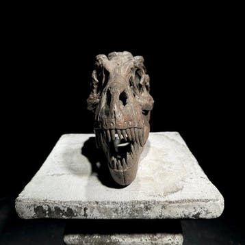 PRIX SANS RÉSERVE - Réplique de crâne de dinosaure - Qualité