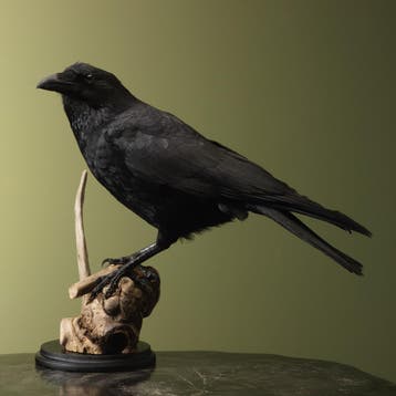 Kraai Taxidermie Opgezette Dieren By Max, Ophalen of Verzenden, Nieuw, Vogel, Opgezet dier