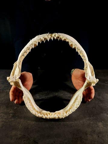 grote kaak van een bruine haai Taxidermie volledige montage, Nieuw