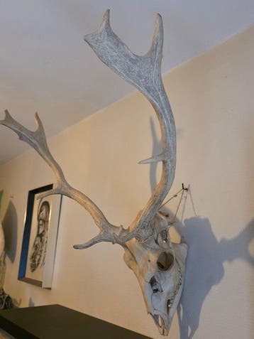 Europees ree Schedel - dama dama - 60 cm - 56 cm - 46 cm-, Nieuw