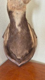 Isard - Taxidermie volledige montage - Rupicapra rupicapra -