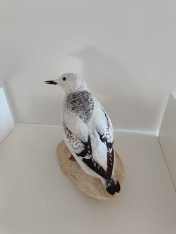 Mandts Guillemot Support de corps entier pour taxidermie -