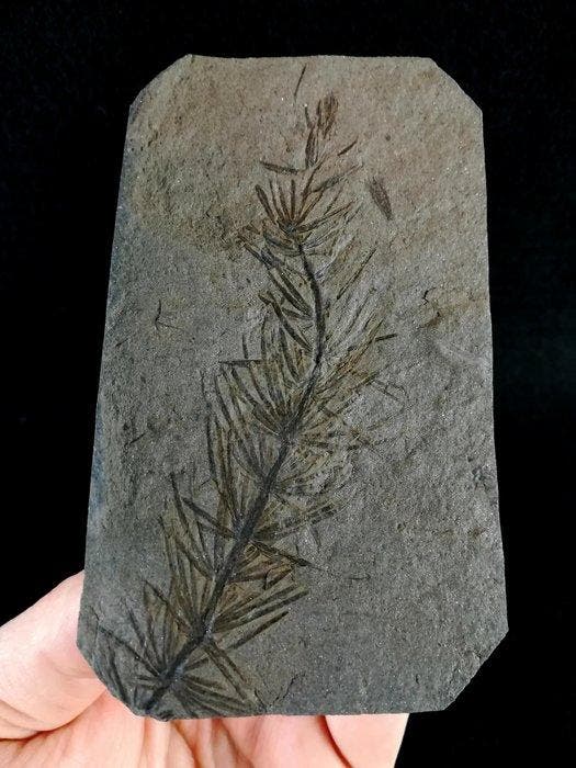 Fossiele plant met uitzonderlijk goed bewaard gebleven!! -, Verzamelen, Mineralen en Fossielen