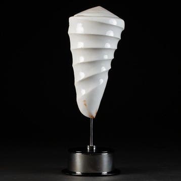 Coquille gravée - Conus litteratus - Coquillage marin -