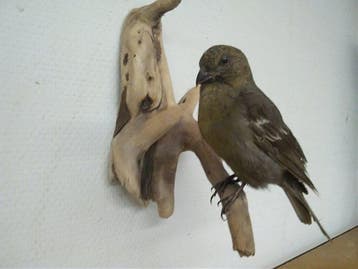 Pijnboomgrosbek Taxidermie volledige montage - Pinicola, Verzamelen, Dierenverzamelingen, Nieuw