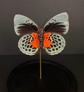 Papillon Support de corps entier pour taxidermie - Agrias, Antiquités & Art