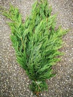 Coniferen groen grote bundel, Nieuw