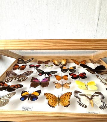 Coffre entomologique historique - 25 papillons diurnes