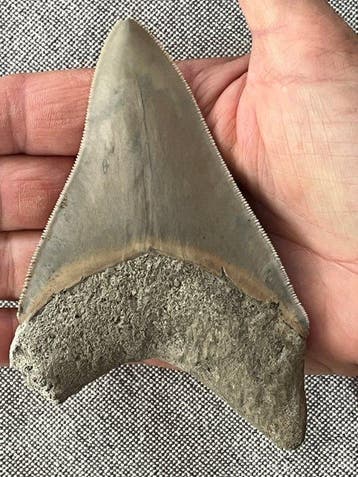 Dent de mégalodon 11,5 cm - Dent fossile - Carcharocles, Collections, Minéraux & Fossiles